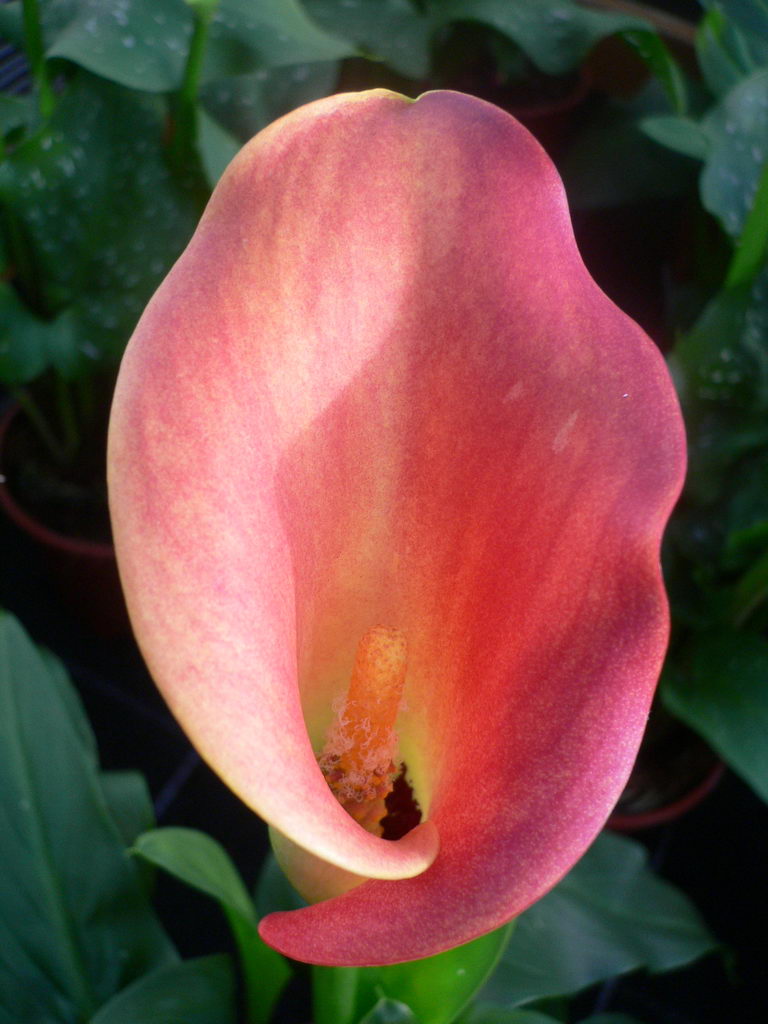 Golden Calla Lily